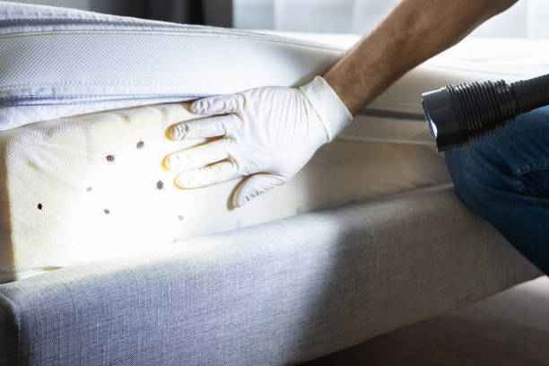 Best Pest Removal Services  in East Meadow, NY